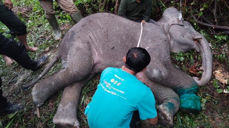 Anak Gajah di Taman Nasional Tesso Nilo Riau Mati, Diduga akibat Jeratan Pemburu