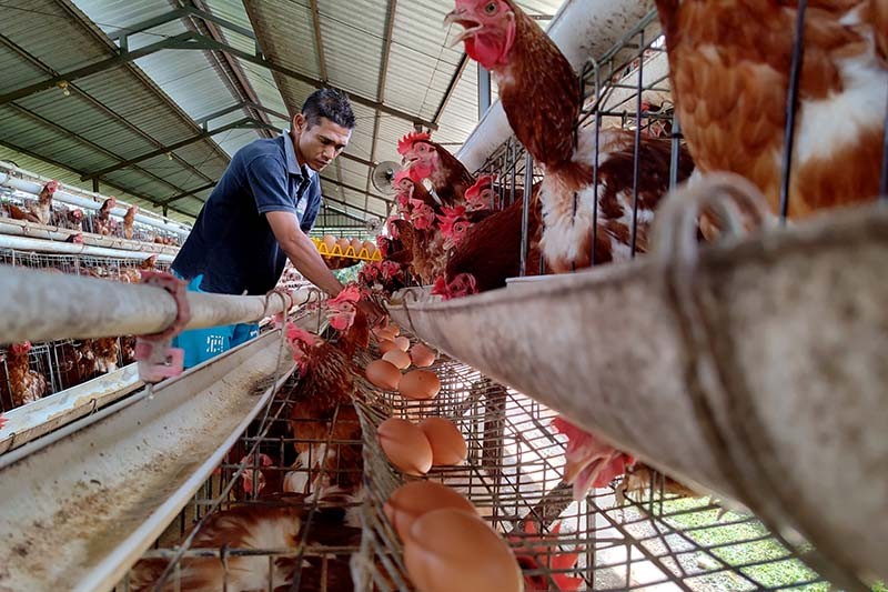 Laporan Terbaru Menunjukkan Perusahaan Makanan Tingkatkan Upaya untuk Promosikan Kesejahteraan Hewan - Bagian 1