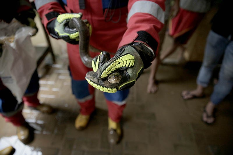 Damkar Tangkap Ular dari Rumah Warga yang Kebanjiran - Bagian 4