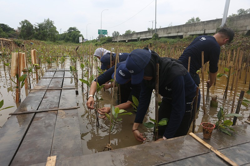Sambut Hari Pohon Sedunia, BPKH Tanam Ratusan Mangrove - Bagian 2