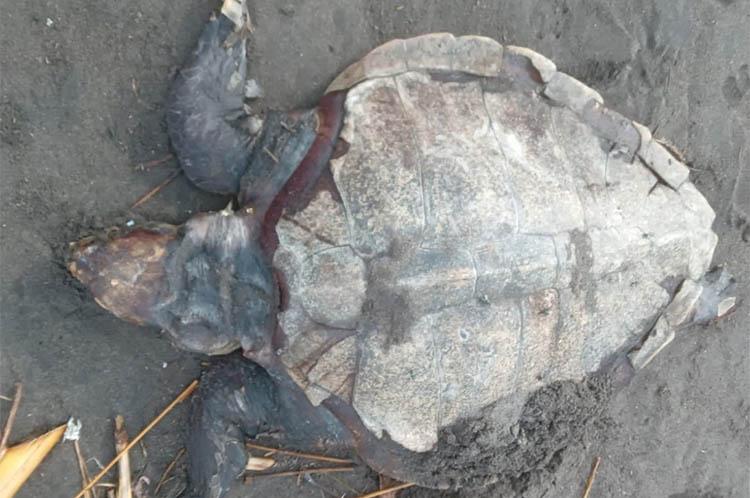 Penyu Lekang Ditemukan Mati Membusuk di Pantai Bayeman Kulonprogo  