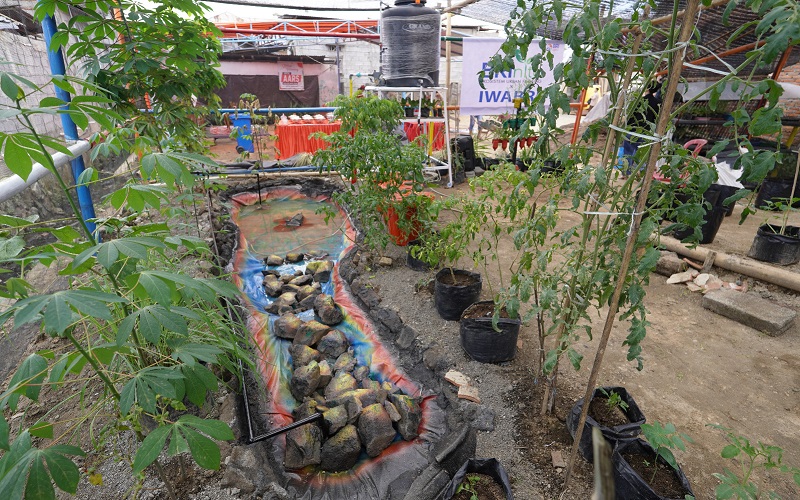 BRI Galakkan Program Bertani di Kota untuk Perbaiki Ekosistem Lingkungan