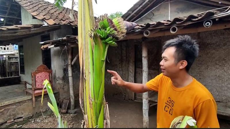 Unik, Pohon Pisang Berbuah pada Bagian Batang di Pati