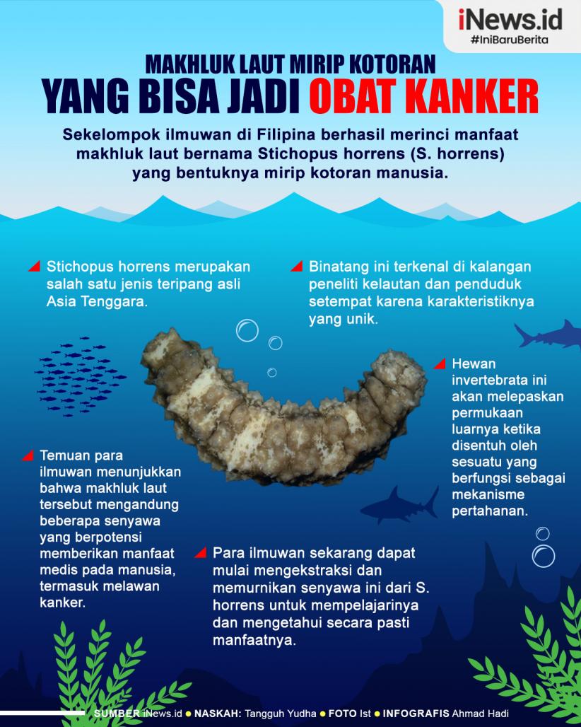 Infografis Makhluk Laut Mirip Kotoran yang Bisa Jadi Obat Kanker