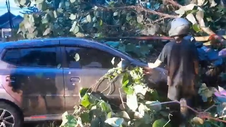 Hujan Deras Terjang Palangka Raya, Pohon Tumbang Timpa Mobil di Jalan Hasanudin