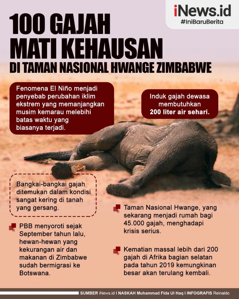 Infografis 100 Gajah Mati Kehausan di Taman Nasional Hwange Zimbabwe