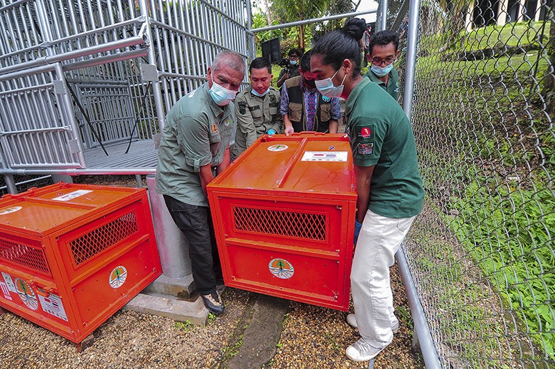 3 Orang Utan Hasil Selundupan Dipulangkan dari Thailand - Bagian 2