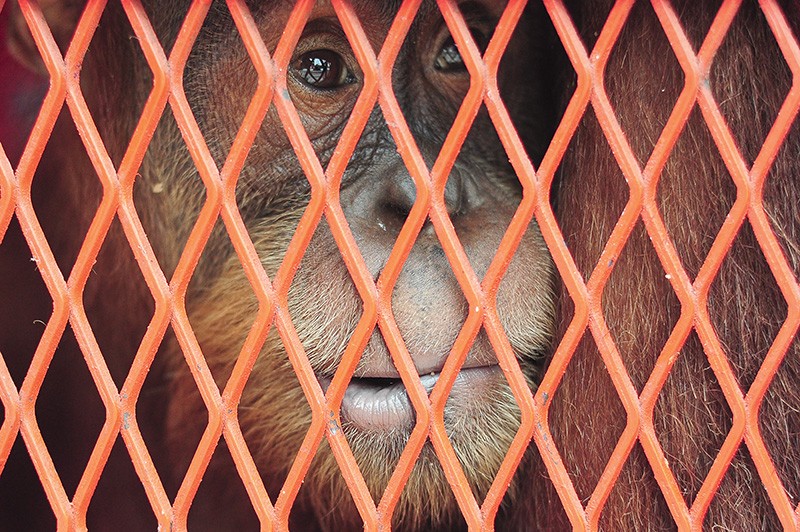 3 Orang Utan Hasil Selundupan Dipulangkan dari Thailand - Bagian 1