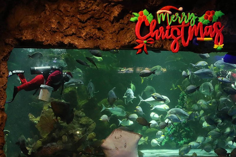 Aksi Sinterklas Menyelam bersama Ratusan Ikan di Akuarium Raksasa - Bagian 3