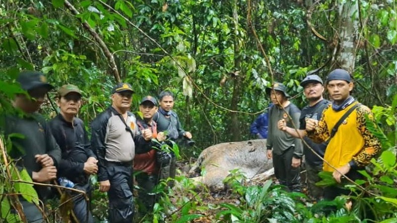 Gajah Usia 20 Tahun Mati Ditembak di Kawasan HPT Mukomuko, Diduga Korban Perburuan