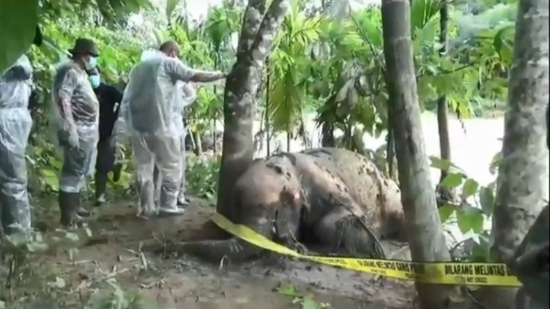 Anak Gajah Ditemukan Mati di Pinggir Sungai di Merangin, Diduga Terseret Banjir Bandang