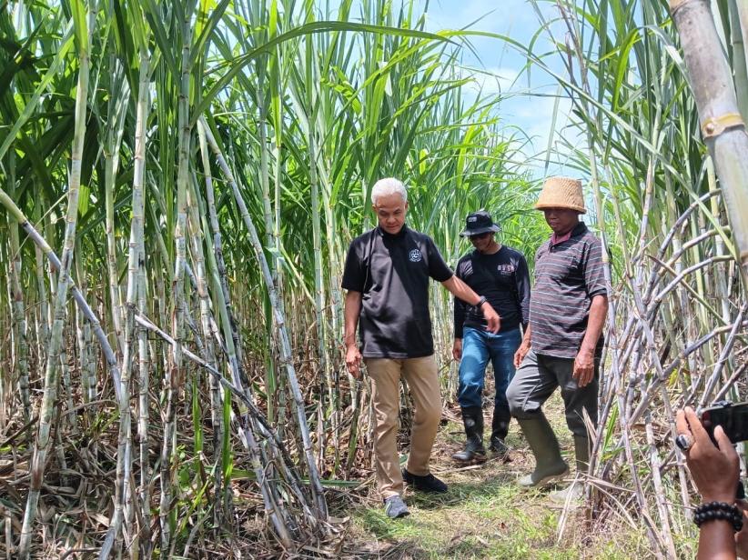 Ganjar Disambut Antusias Petani saat Tinjau Kebun Tebu di Nganjuk - Bagian 2