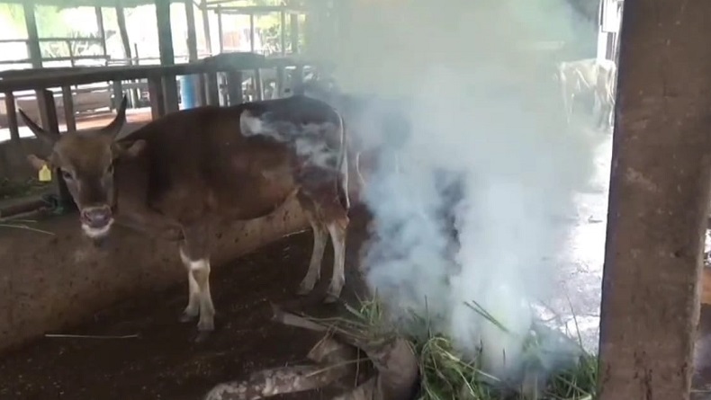 Belasan Sapi Warga Jambi Mati Mendadak, Diduga akibat Gigitan Nyamuk