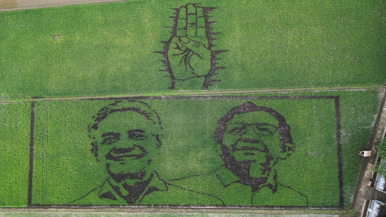Keren, Seniman Semarang Buat Lukisan Ganjar-Mahfud dengan Media Tanaman Padi di Sawah