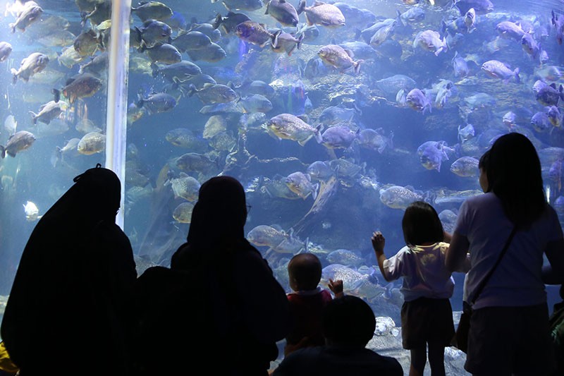 Aksi Barongsai di Dalam Akuarium Raksasa Meriahkan Hari Libur Imlek 2024 - Bagian 3