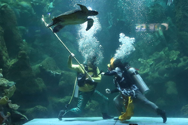 Aksi Barongsai di Dalam Akuarium Raksasa Meriahkan Hari Libur Imlek 2024 - Bagian 2