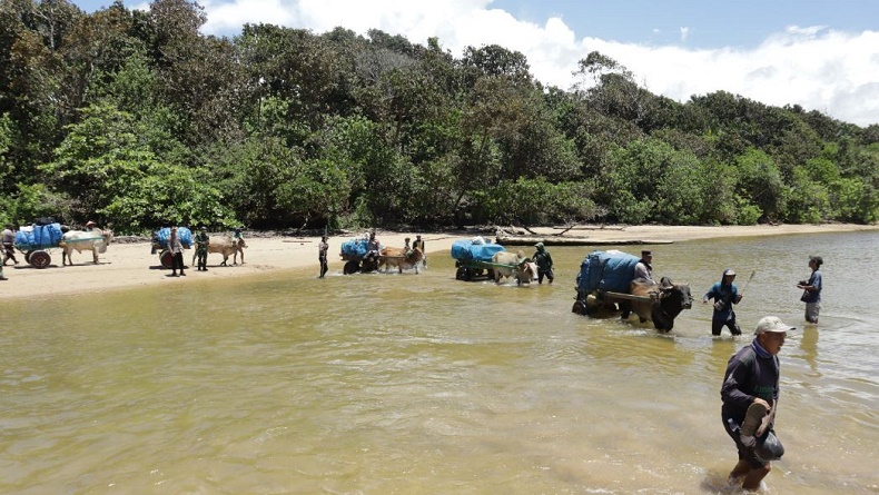Distribusi Logistik Pemilu, Polisi di Lampung Jalan Kaki 20 Km hingga Pakai Gerobak Sapi