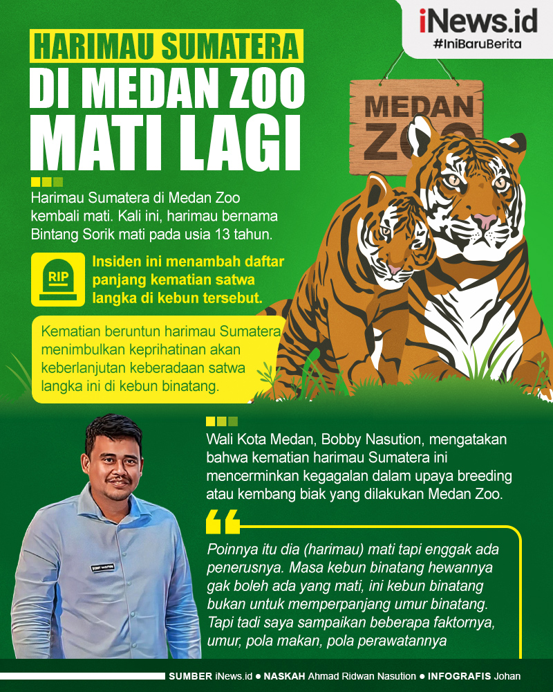Infografis Harimau Sumatera di Medan Zoo Mati Lagi