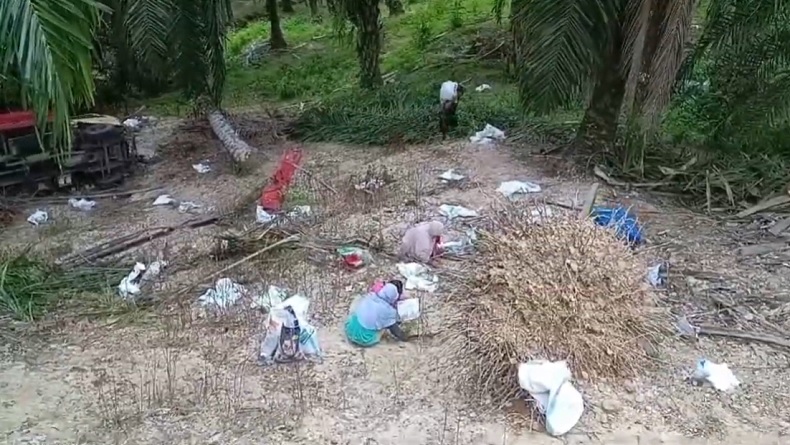 10 Ton Beras Tumpah dari Truk Terguling di Mamuju Tengah Diserbu Warga