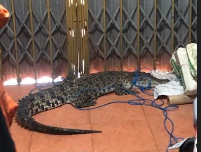 Buaya Peliharaan Berukuran 2 Meter Lepas, Warga Bantul Panik Lari Ketakutan