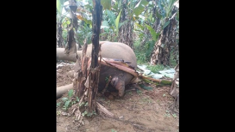 title Miris, Gajah Jantan Ditemukan Mati di Kebun Pisang Warga Pidie Jaya Miris, Gajah Jantan Ditemukan Mati di Kebun Pisang Warga Pidie Jaya