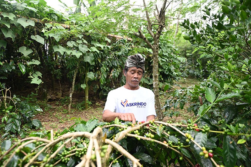 Kerja Sama Askrindo dan PNM Tingkatkan Produksi Kopi Kintamani - Bagian 3