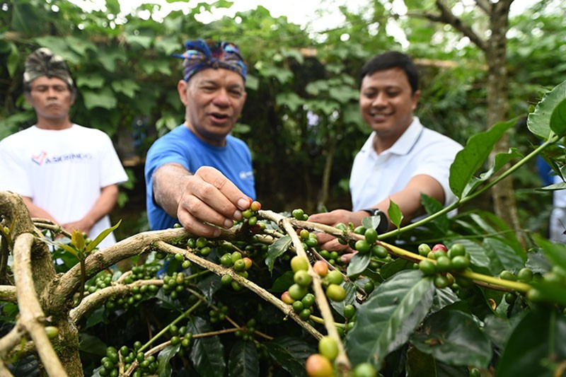 Kerja Sama Askrindo dan PNM Tingkatkan Produksi Kopi Kintamani - Bagian 2