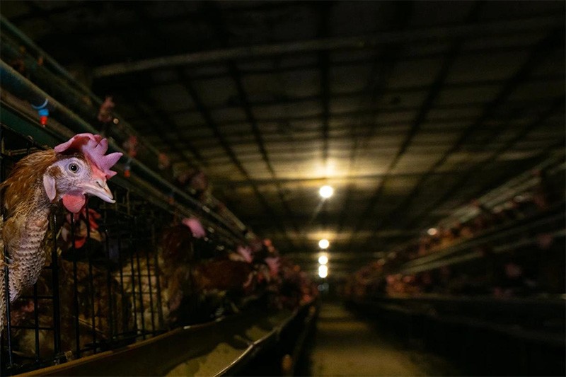 Berdampak Positif bagi Ribuan Ayam Petelur, Dua Perusahaan Indonesia Umumkan Komitmen Bebas Sangkar  - Bagian 2