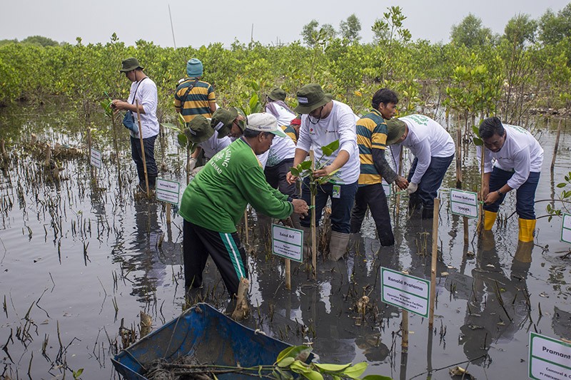 Pertamina EP dan SKK Migas Tanam Bibit Mangrove di Pesisir Cirebon - Bagian 2