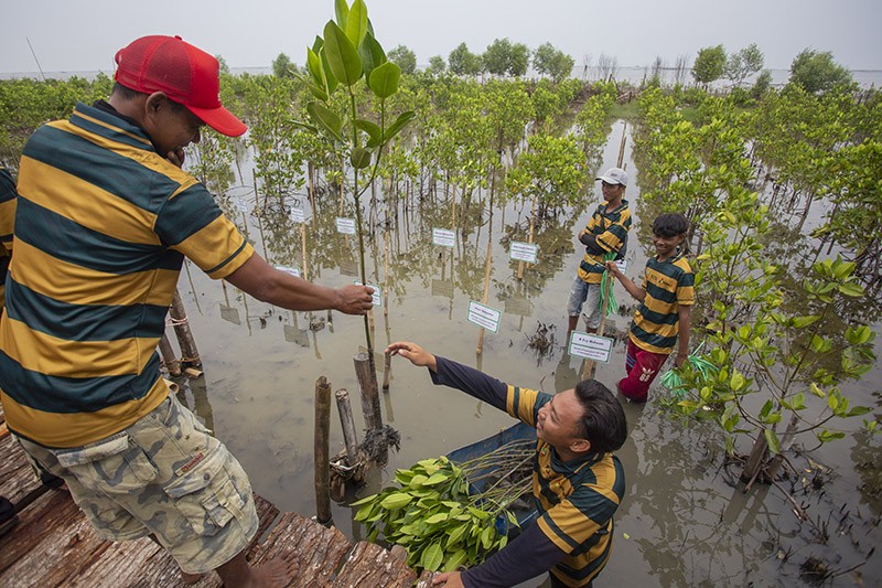 Pertamina EP dan SKK Migas Tanam Bibit Mangrove di Pesisir Cirebon - Bagian 3