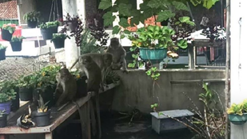 Gerombolan Monyet Masuk Permukiman Warga Bandung, Pakar ITB: Bisa Jadi Tanda Bencana Alam