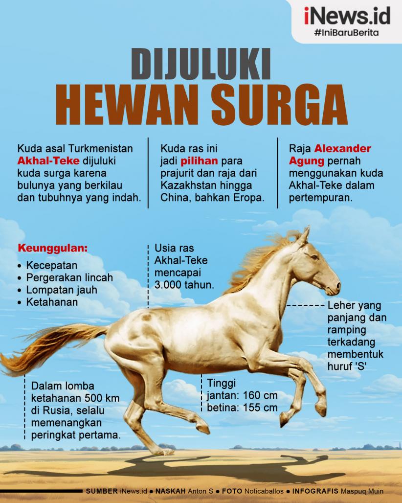 Infografis Akhal-Teke, Kuda Glowing yang Dijuluki Hewan Surga 