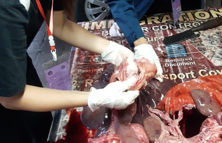 Disperpa Badung Pastikan 1.531 Ekor Babi Layak Konsumsi Jelang Hari Raya Galungan