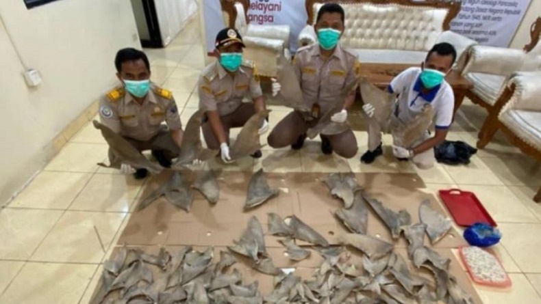 Penyelundupan Sirip Hiu Digagalkan di Lampung Selatan, Hendak Dibawa ke Jatim
