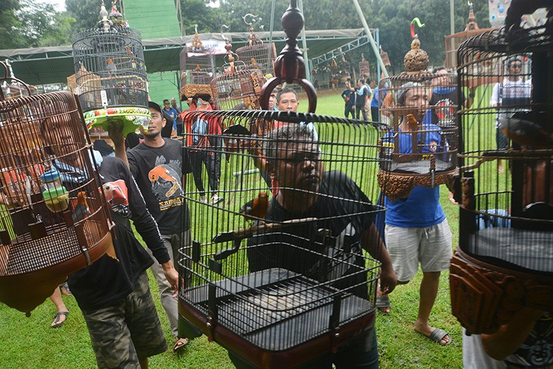Serunya Lomba Kicau Burung di Markas Banteng Raiders - Bagian 1