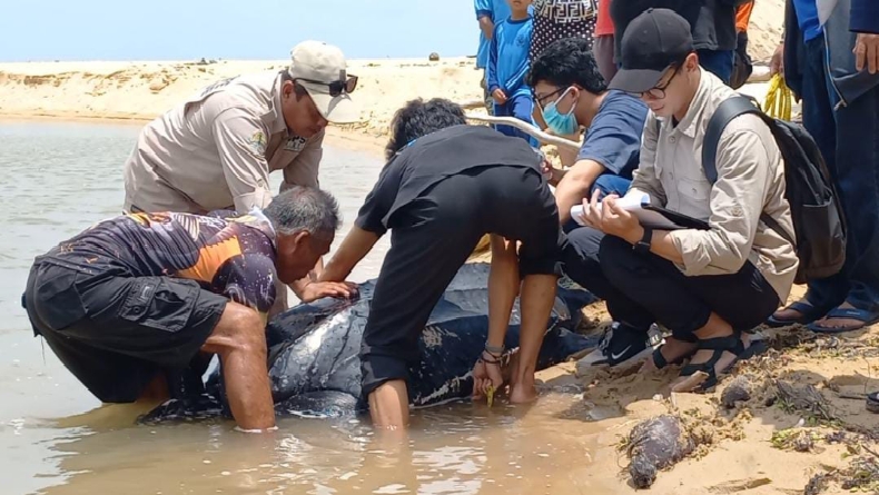 Penyu Terdampar di Bangka Barat Dilepasliarkan di Tanjung Kalian