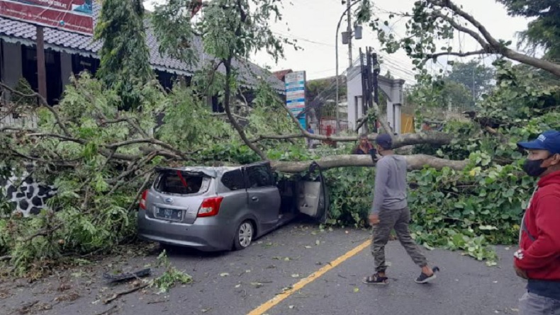 Melintas di Tanjakan Tanah Putih Semarang, Mobil Datsun Ringsek Tertimpa Pohon Tumbang