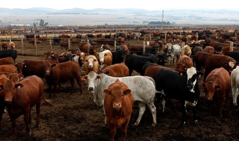 Wow, Arab Saudi Impor 1,7 Juta Sapi untuk Ramadhan dan Haji