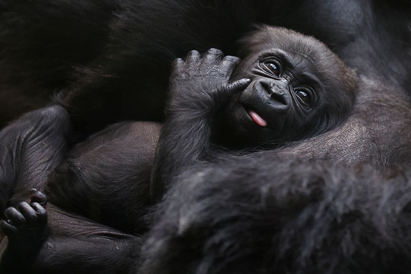 Bayi Gorila Terancam Punah Lahir di Kebun Binatang London - Bagian 3