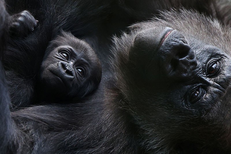 Bayi Gorila Terancam Punah Lahir di Kebun Binatang London - Bagian 2
