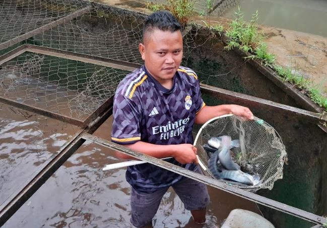 Klaster Budi Daya Ikan Air Tawar di Cinagara Sukses Hidupkan Perekonomian Warga