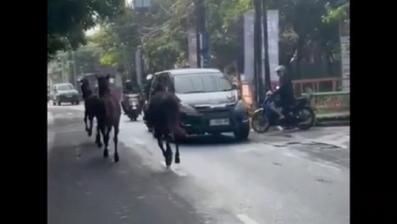 Siwalankerto Heboh, 3 Kuda Lepas Berlarian di Jalan Raya
