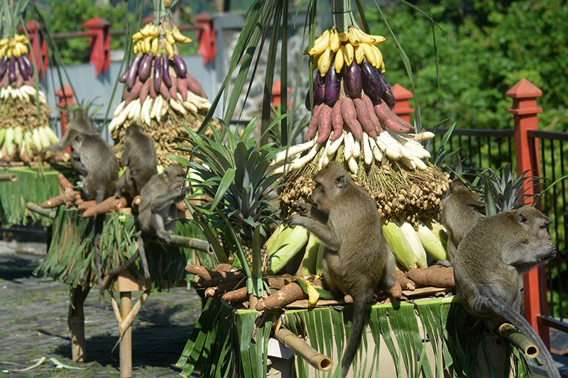 Kirab Budaya Sesaji Rewanda, Tradisi Hadiah untuk Monyet  - Bagian 1