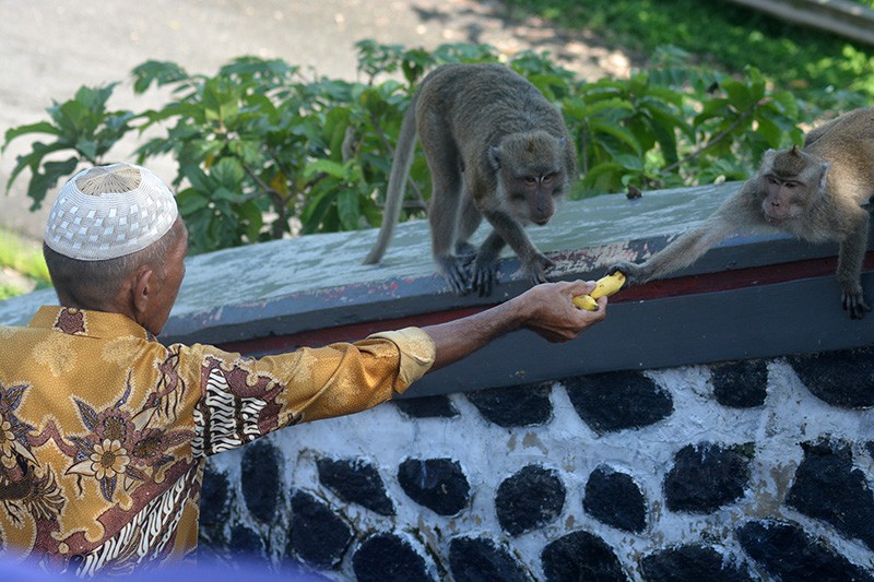 Kirab Budaya Sesaji Rewanda, Tradisi Hadiah untuk Monyet  - Bagian 2