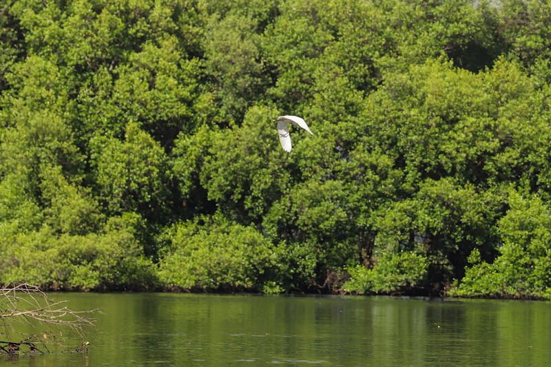 Mengunjungi Taman Wisata Alam Mangrove Angke Kapuk - Bagian 2