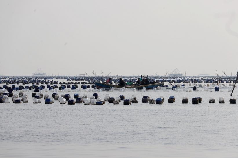 Ekosistem Laut Teluk Jakarta Terancam gegara Bagan Tancap Menjamur di Perairan Dadap - Bagian 6