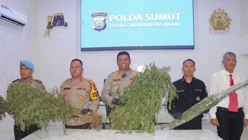 title Polisi Temukan Ladang Ganja 1,5 Hektare di Pegunungan Tor Shite Mandailing Natal Polisi Temukan Ladang Ganja 1,5 Hektare di Pegunungan Tor Shite Mandailing Natal