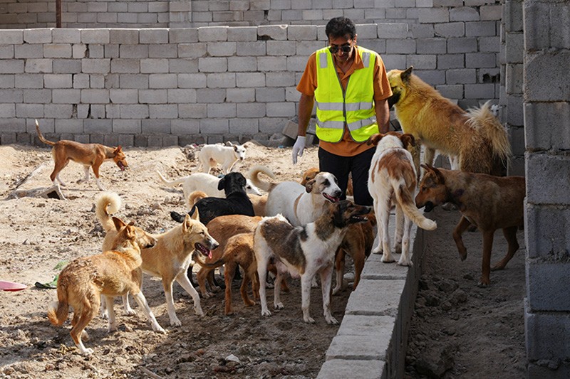 Pria Irak Tampung Ratusan Anjing yang Pernah Disiksa - Bagian 1