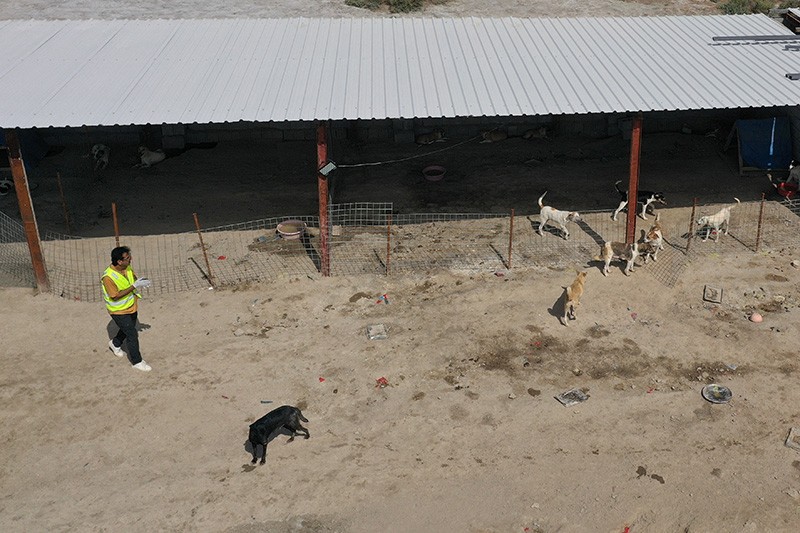 Pria Irak Tampung Ratusan Anjing yang Pernah Disiksa - Bagian 5