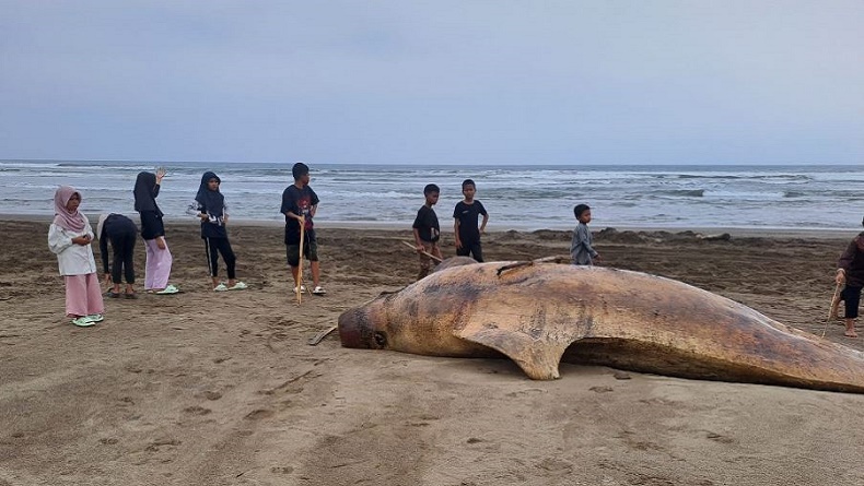 title Penampakan Ikan Duyung di Pantai Lebak Selatan, Mati Terdampar Jadi Tontonan Warga Penampakan Ikan Duyung di Pantai Lebak Selatan, Mati Terdampar Jadi Tontonan Warga